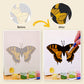 Butterflies - 6 mini paint by number sets