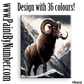 Bighorn sheep